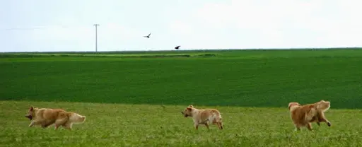 Elevage de Chiens Golden Retrievers & Sacrés de Birmanie Royston Sport