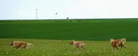 Elevage de Chiens Golden Retrievers & Sacrés de Birmanie Royston Sport