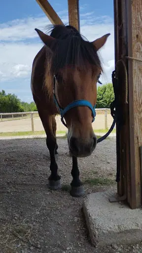 Chevaux au Vent