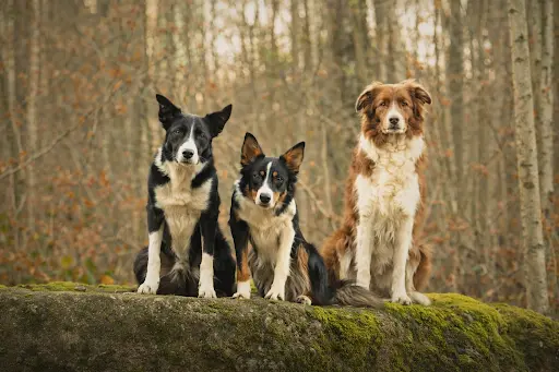Dogs Vibe S Connect