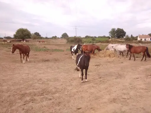 Écurie Poney Club de l'Antonnière