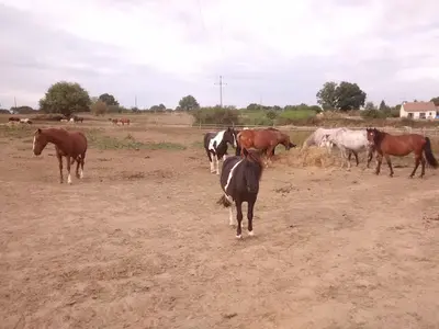 Écurie Poney Club de l'Antonnière