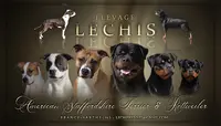 Élevage Lechis – American Staffordshire Terrier Lof