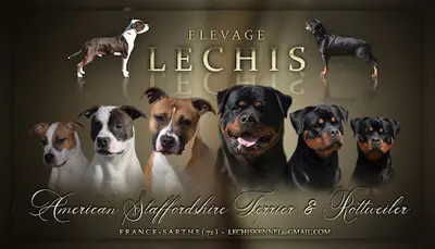 Élevage Lechis – American Staffordshire Terrier Lof