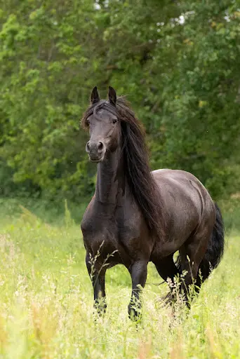 Haras du Berry