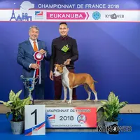 Of Iss Arena, American Staffordshire Terrier