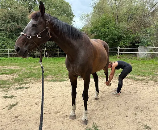 Les Chevaux D’heole