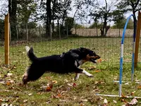 L’académie des Chiens - Éducateur Comportementaliste Canin.