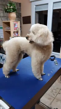 A Cat And Dog Toilettage