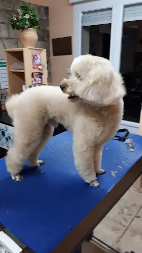 A Cat And Dog Toilettage