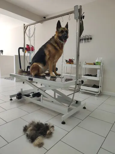 Toilettage du Der