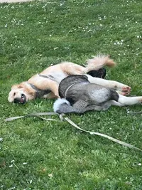 Positiv Dog - Education Canine