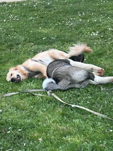 Positiv Dog - Education Canine