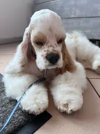 Au Bonheur Canin & Felin la Ravoire
