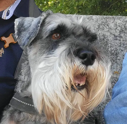 Les Schnauzers Nains Poivre & Sel de la Forêt Enchantée