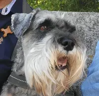 Les Schnauzers Nains Poivre & Sel de la Forêt Enchantée