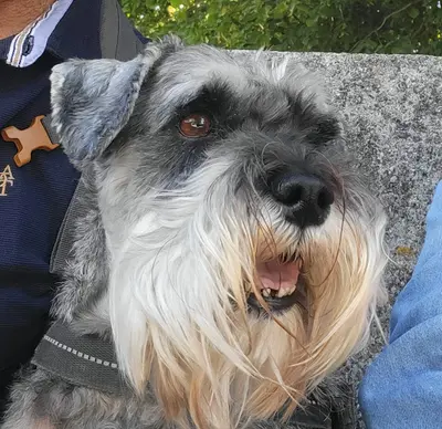 Les Schnauzers Nains Poivre & Sel de la Forêt Enchantée
