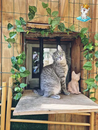 Le Chat Ô