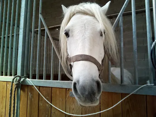 Centre Equestre de la Rivière-de-corps
