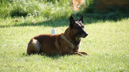 Centre d'Education Canine Laurent Poncet