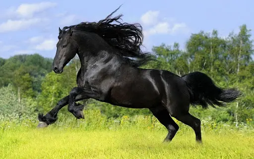 Sos Cheval