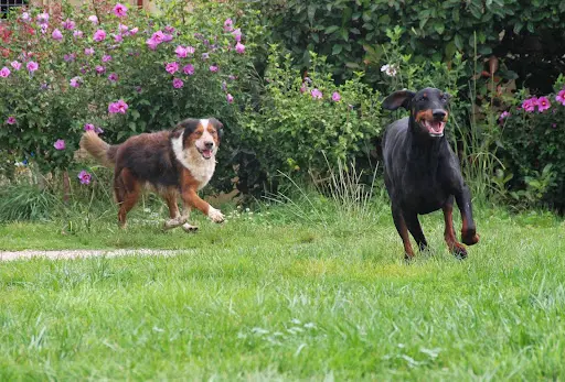 Auberge Canine et Féline de la Double