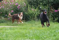 Auberge Canine et Féline de la Double
