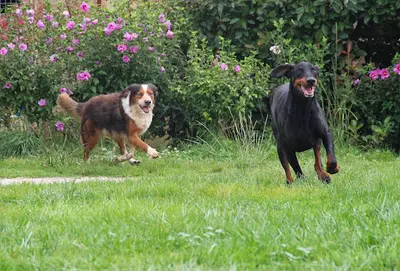 Auberge Canine et Féline de la Double
