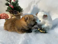 Élevage de Spitz Nain Pomeranian. Livraison Dans Toute la France. Mignon Offortune