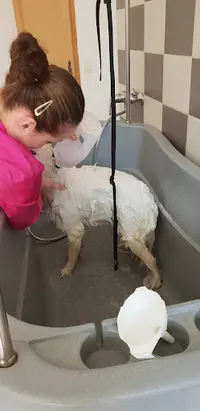 Toilet Pattes