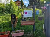 Happy Dog Pets-sitter