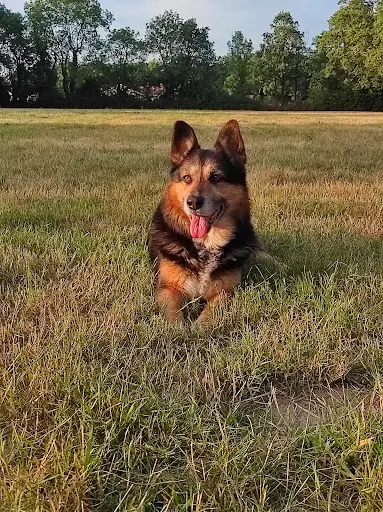 Canis Odyssée - Éducateur Canin À Domicile