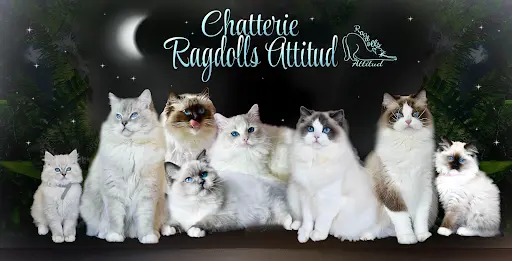 Chatterie des Ragdolls Attitud