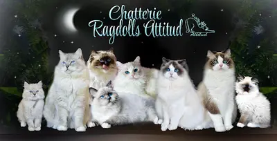 Chatterie des Ragdolls Attitud