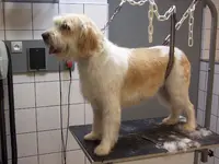 Toilettage Moncanis
