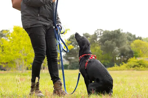 Dogtrailer Educateur Comportementaliste Canin la Rochelle