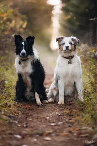 Sunny et Compagnie - Educateur Canin