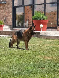 Des Légendaires Nahauri : Berger Allemand, Golden Retriever| Pension/éducation Canine| Alimentation