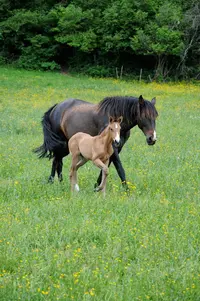 Ferme de Flagny Chevaux Espagnols en Bourgogne Flagnypre.com