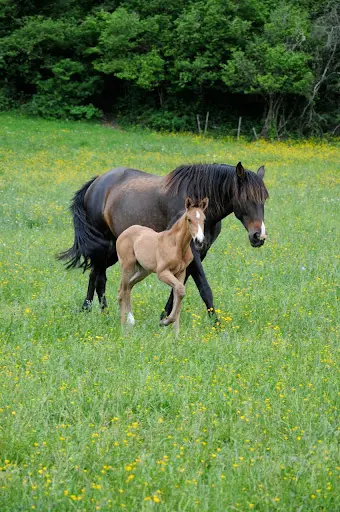 Ferme de Flagny Chevaux Espagnols en Bourgogne Flagnypre.com