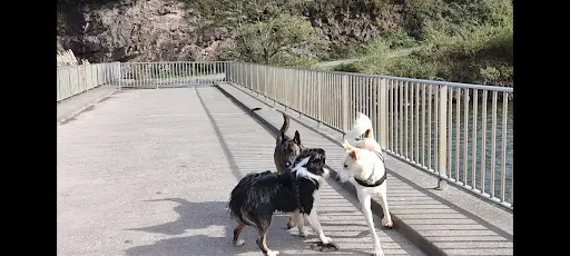 Connexion Canine