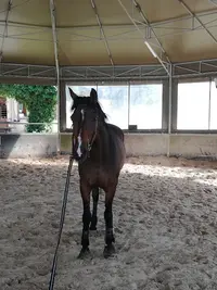 Ecole Equitation Hubert Anselin