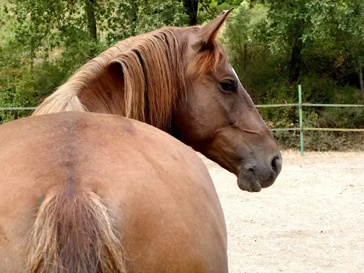 Ecurie Poeme
