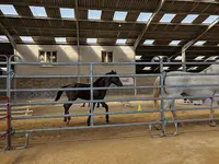 Philip Sport Horses - Lipizzan