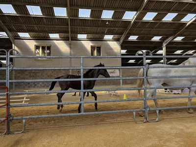 Philip Sport Horses - Lipizzan