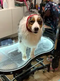 Tomdog