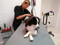 Caninement Votre