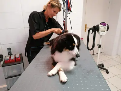 Caninement Votre