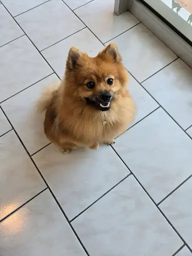 Dog S Paradise