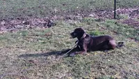 Educateur Canin l'Tiot Dressage